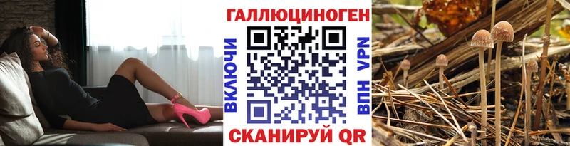 где продают наркотики Городовиковск Галлюциногенные грибы MAGIC MUSHROOMS